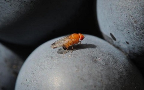 Drosophila suzukii, plaga invasora de la fruta en España desde 2008